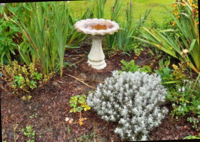 Não permita que seu bebedouro de aves fique imundo! Um jardim com cobertura de folhas e diversas plantas, incluindo rudbéquias e íris, com um bebedouro de aves de concreto sujo no meio, que precisa ser higienizado.
