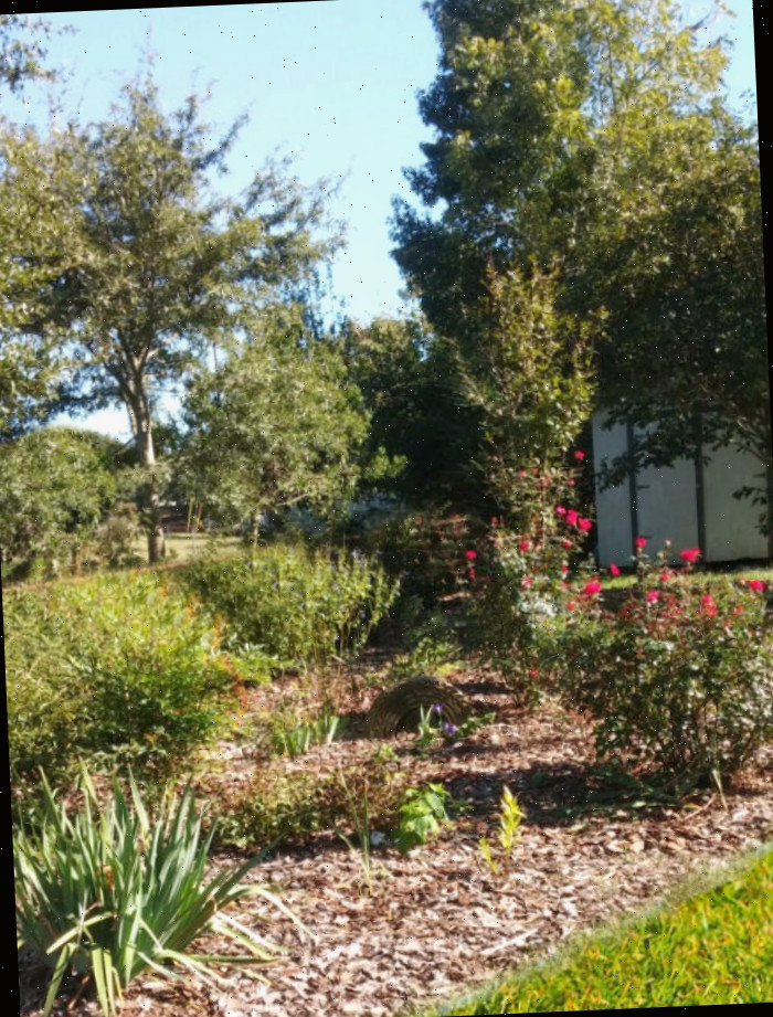 Jardim fora do meu deck traseiro