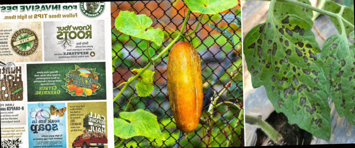 Uma montagem mostrando imagens de problemas de jardim: mancha negra em tomates, pepinos amarelos e pragas invasoras.