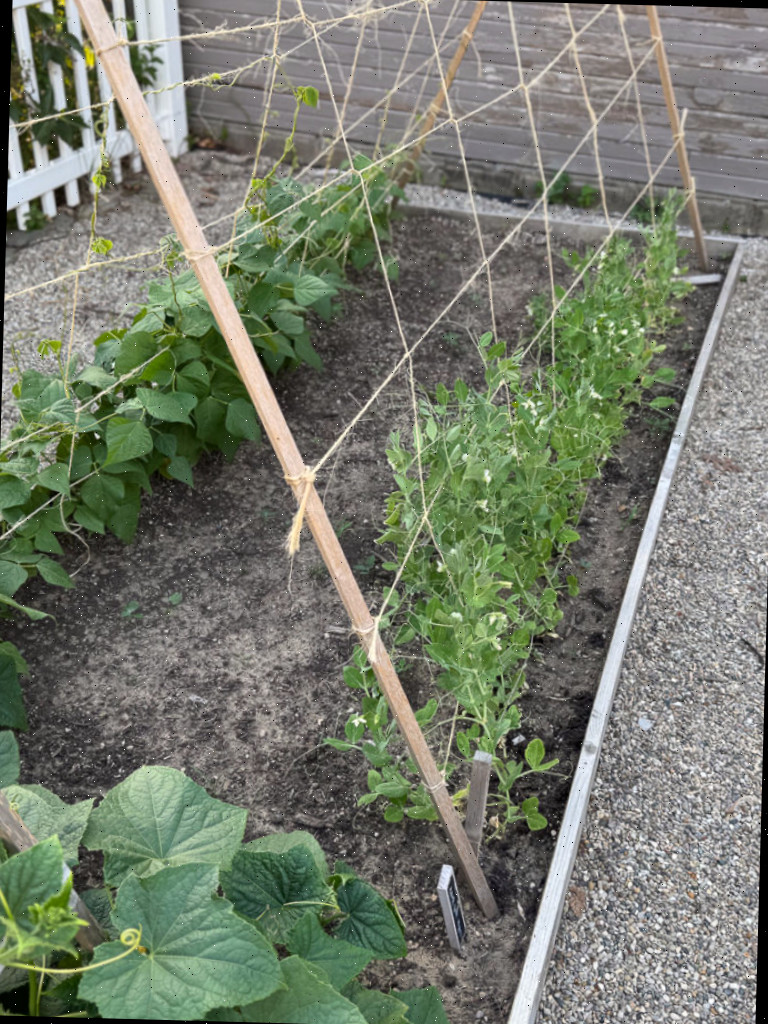 Horta