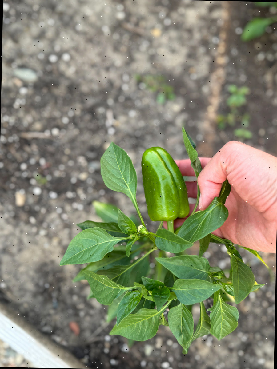 Pimentas frescas na horta