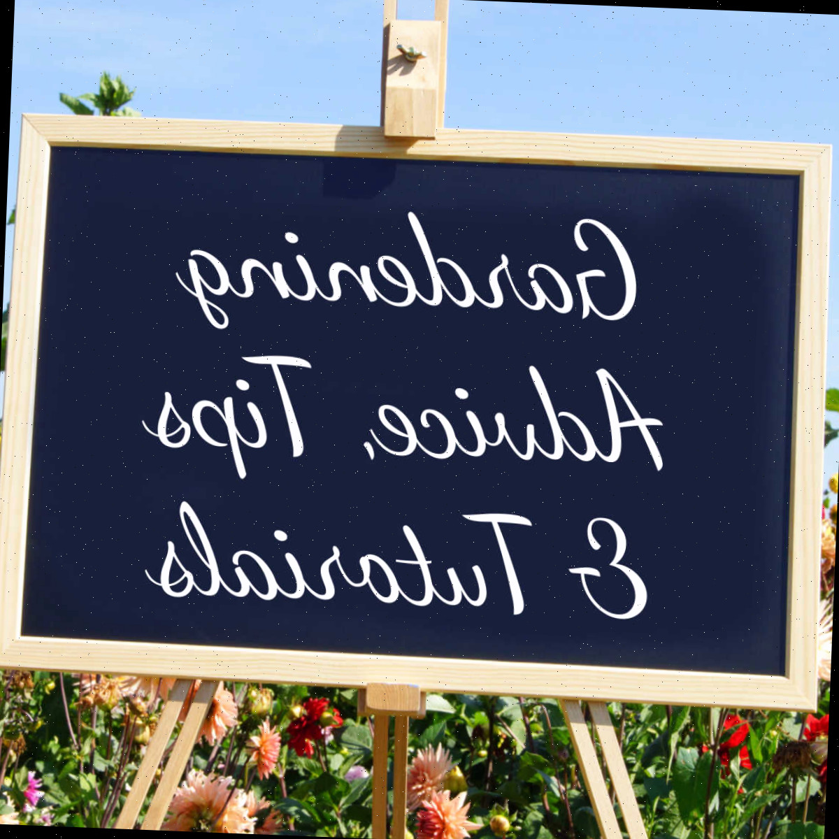 Conselhos, Dicas e Tutoriais de Jardinagem para Todas as Suas Questões de Jardim