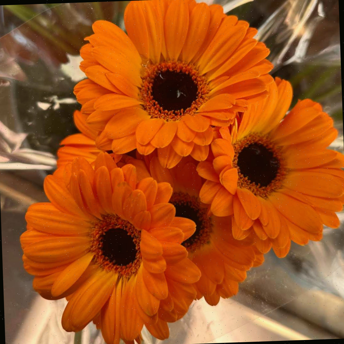 Um buquê de margaridas-gerbera, também conhecidas como Gerbera jamesonii, em um invólucro floral de plástico.