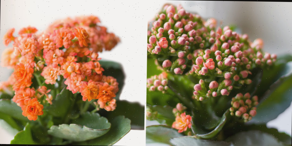 Uma colagem com fotos de uma planta de kalanchoe com botões e a mesma planta em flor.
