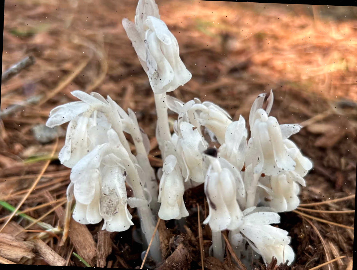Plantas fantasma prosperam em ambientes sombreados. Um pequeno grupo de plantas fantasmas brancas crescendo através da palha.