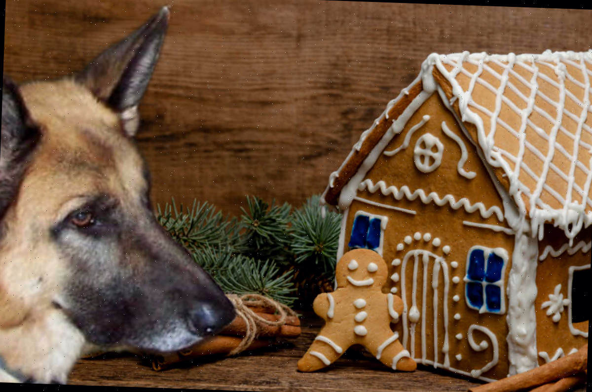 Cachorro pastor alemão olhando para uma casa de gengibre decorada.