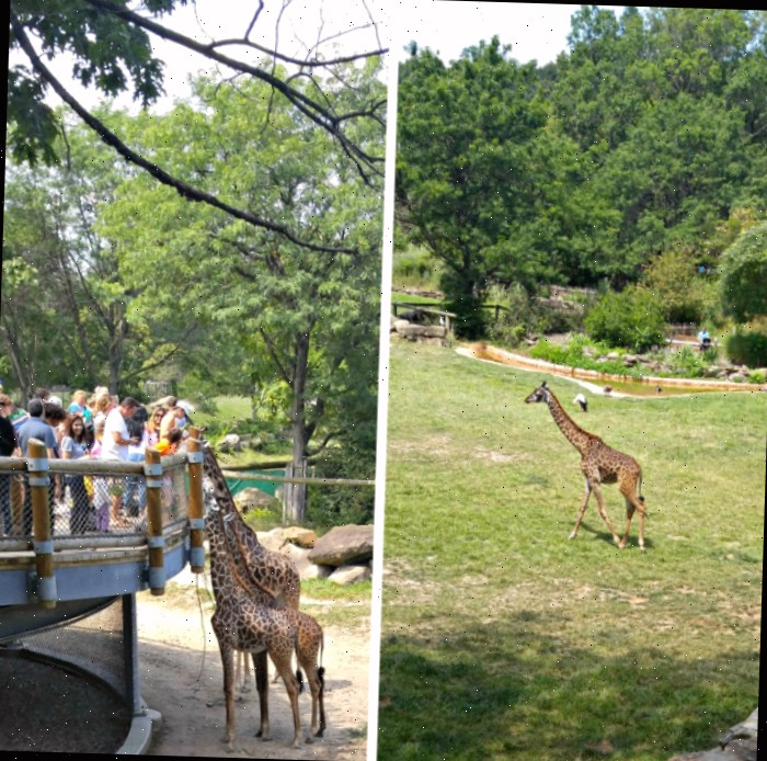Exibição de girafas no Zoológico de Cleveland