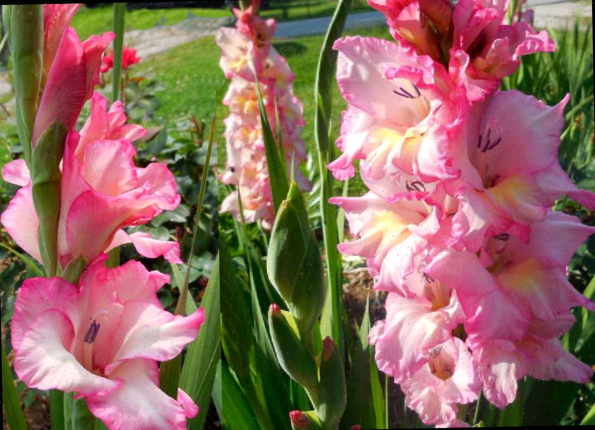 Bulbos de gladíolo rosa florescendo em um jardim frontal.