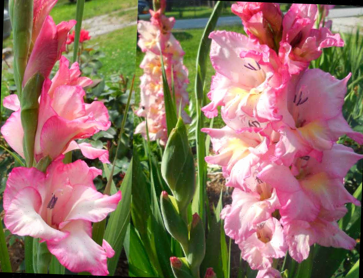 Uma imagem de vários talos de flores de gladiolus cor-de-rosa plantados em um canteiro de jardim, com essas flores cor-de-rosa comuns ocupando a maior parte da imagem.