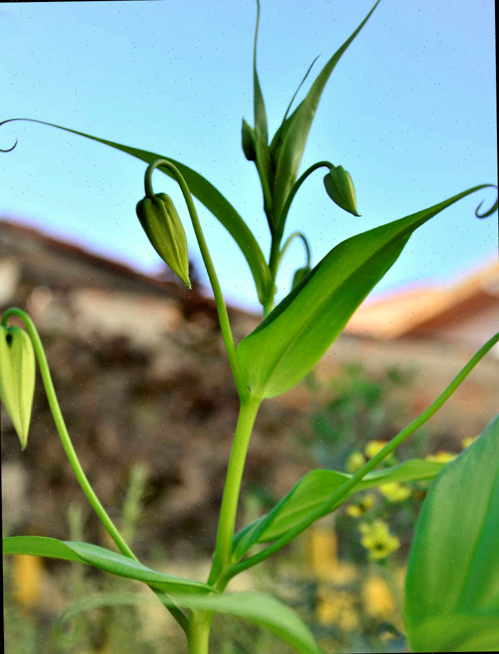 Folhas e botões florais do lírio-da-chama.