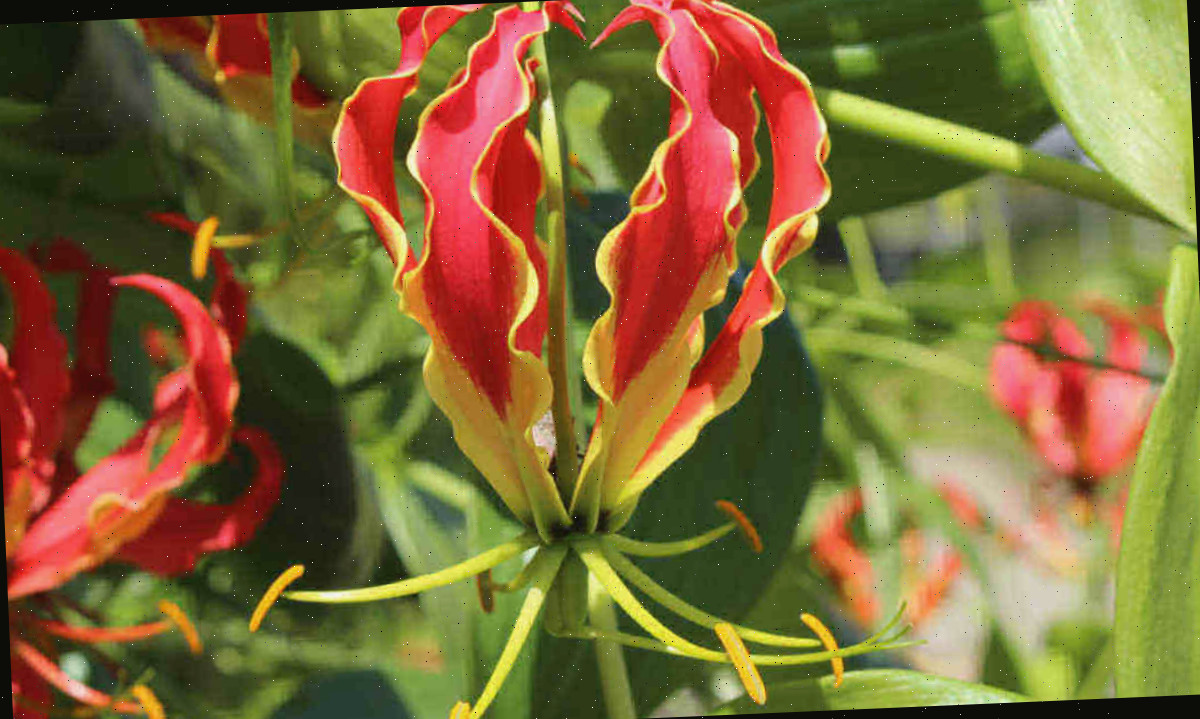 Flor vermelha e amarela do lírio-da-chama.