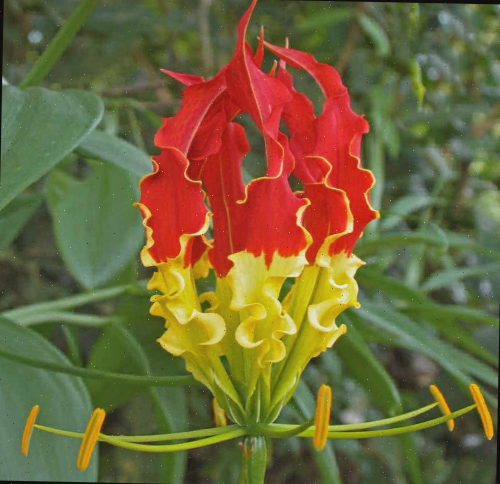 Close-up de uma flor do lírio gloriosa.