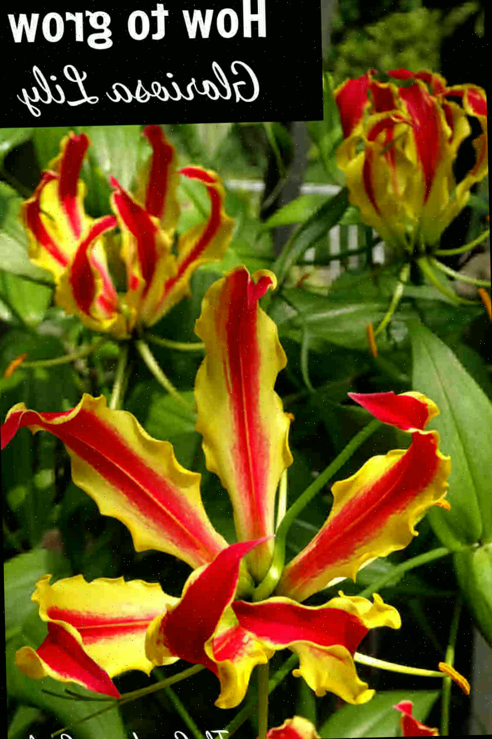 Três flores vermelhas e amarelas em forma de garra com as palavras Como cultivar lírio gloriosa.
