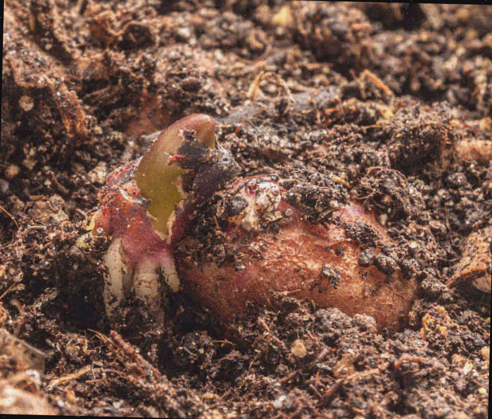 Tubérculo germinando em um canteiro de solo.