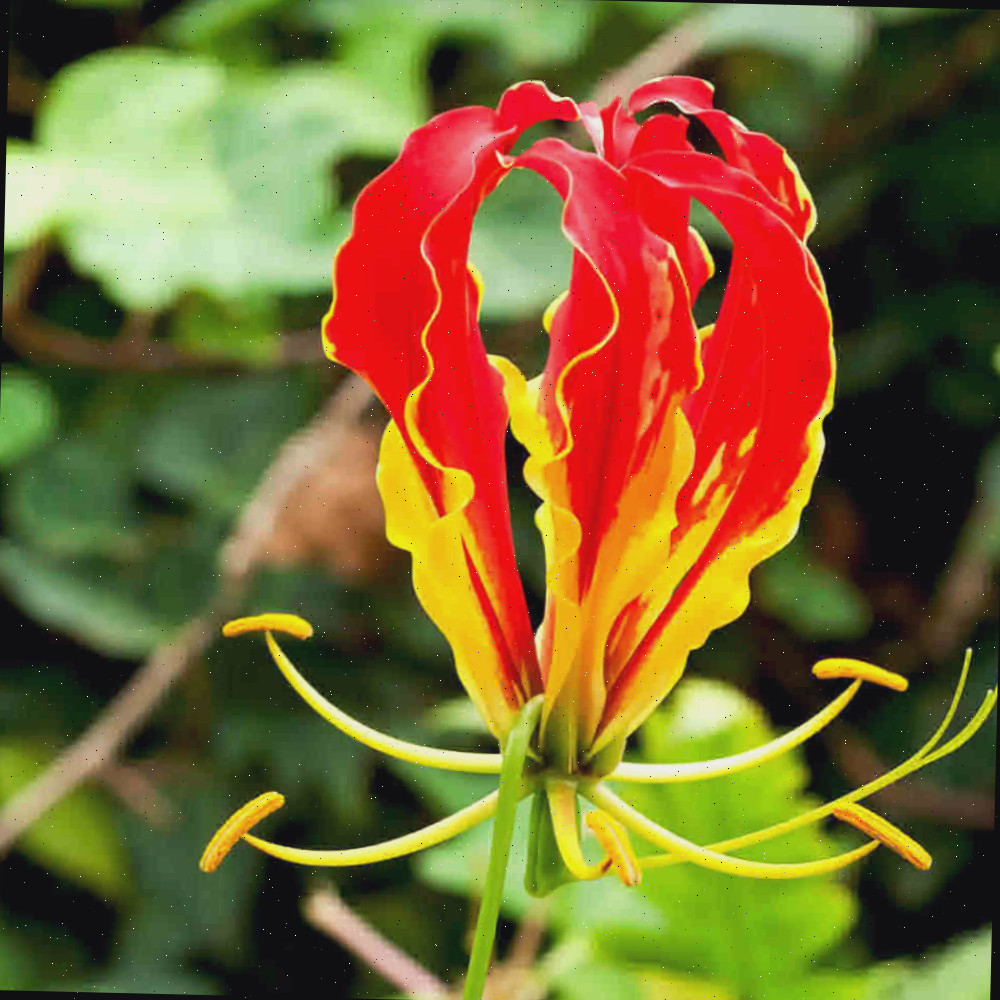 Lírio gloriosa com pétalas vermelhas e amarelas.