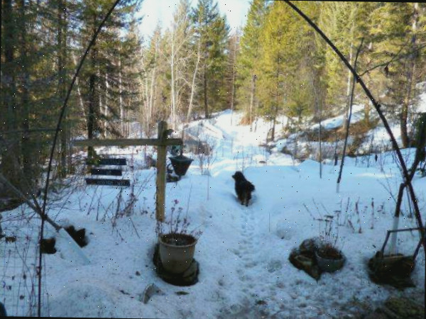 Cachorro brincando na neve em Grand Forks, BC, Canadá