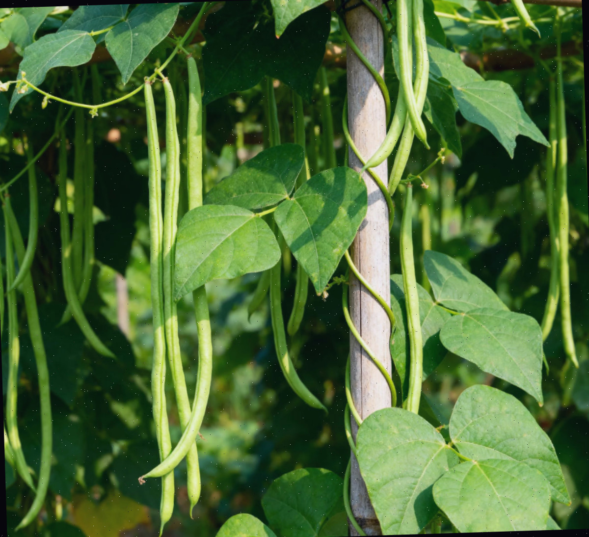 Plantas de feijão verde e feijões.