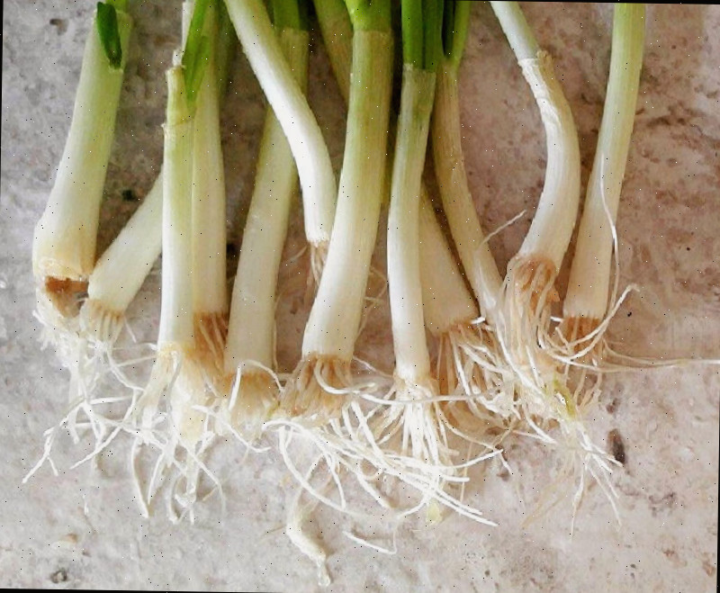 Novas raízes se formando nas cebolas verdes crescendo na água.