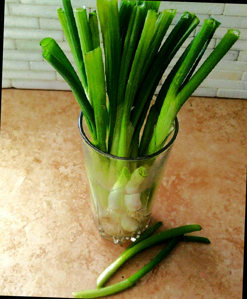 Cebolas verdes (cebolinhas) sendo replantadas em um copo com água.
