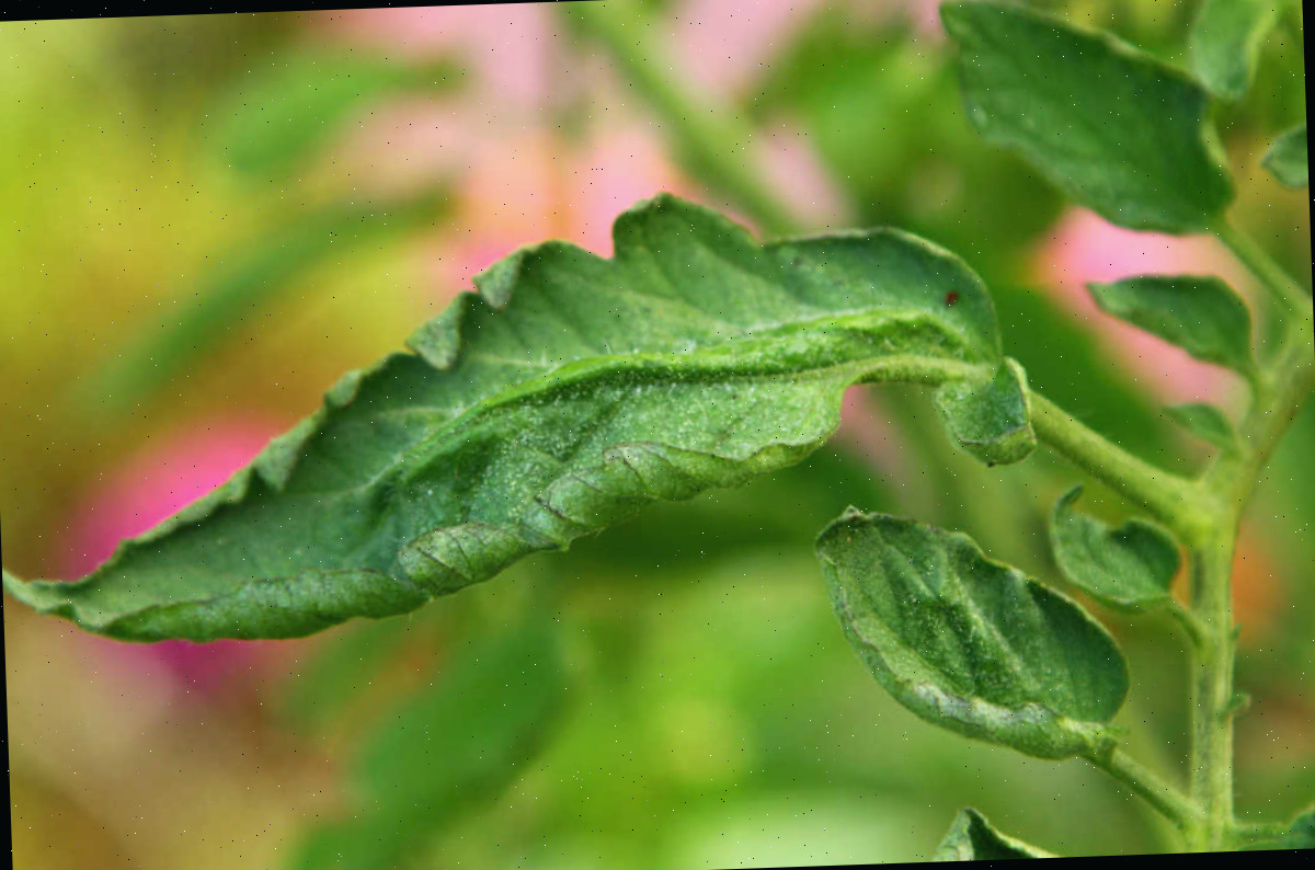 Temperaturas elevadas podem ocasionar o enrolamento das folhas. Folhas verdes da planta de tomate se enrolando para cima devido ao calor.