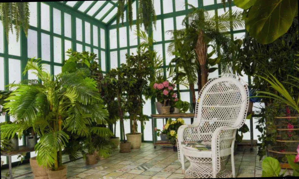 Sala de sol com cadeira de vime branca e numerosas plantas.
