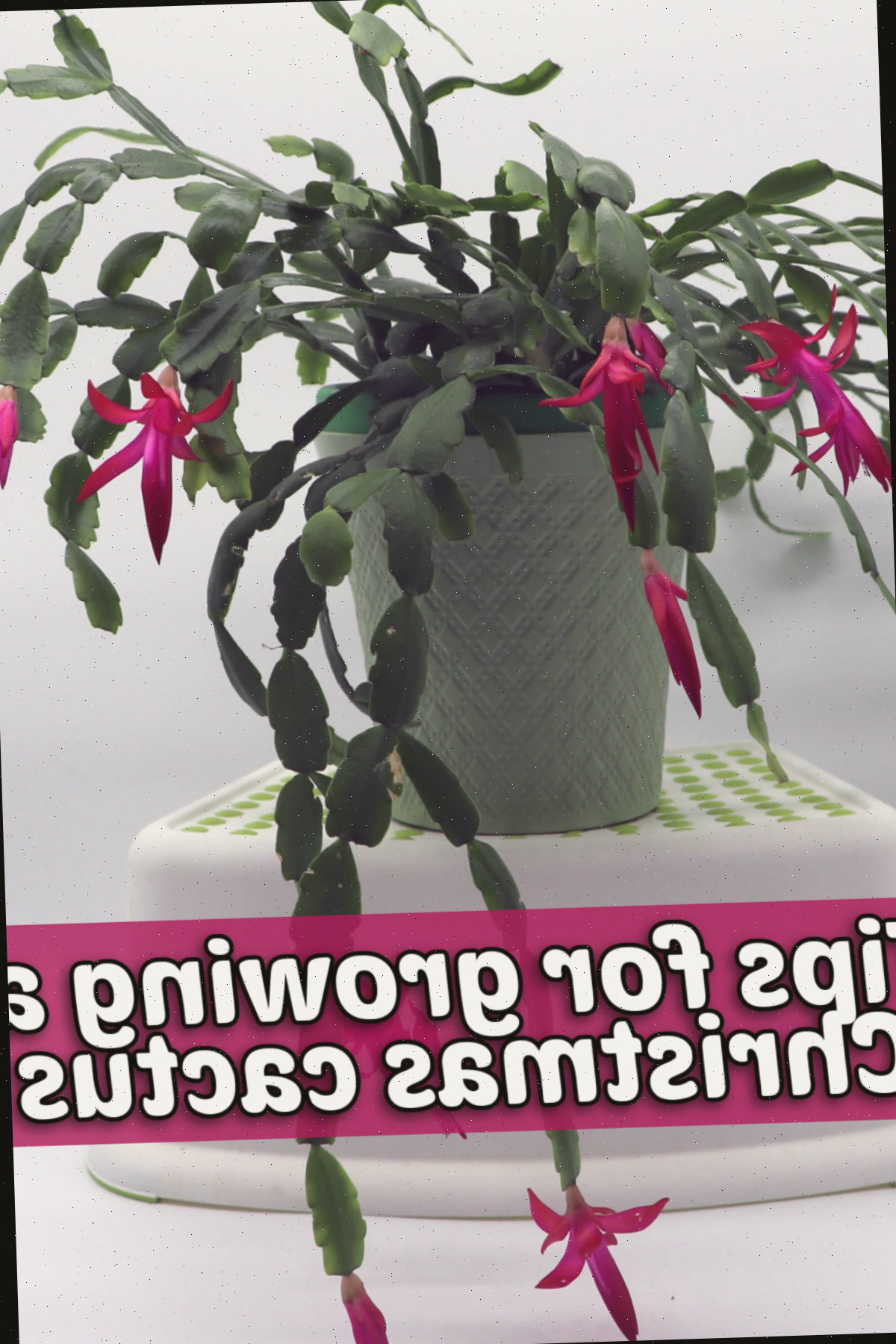 Uma planta de Schlumbergera x buckleyi com flores rosas em um vaso branco sobre um suporte de plantas. A caixa de texto rosa diz Dicas para cultivar um cacto-de-Natal.