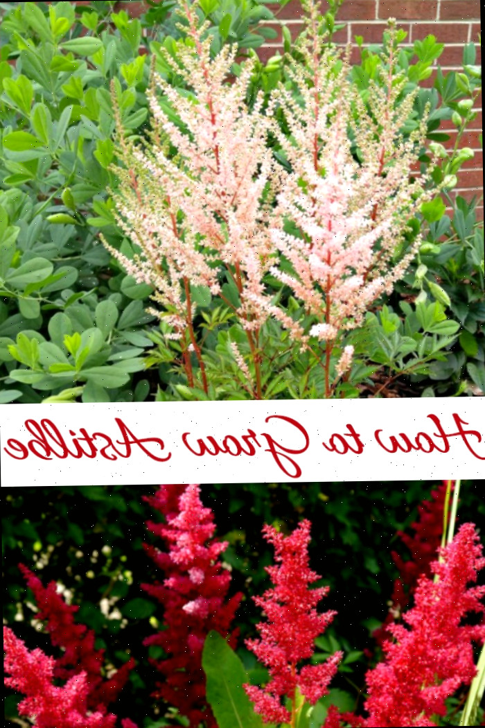 Um mosaico com imagens de flores bege e vermelhas de astilbe. A caixa de texto diz: Como cultivar astilbe.