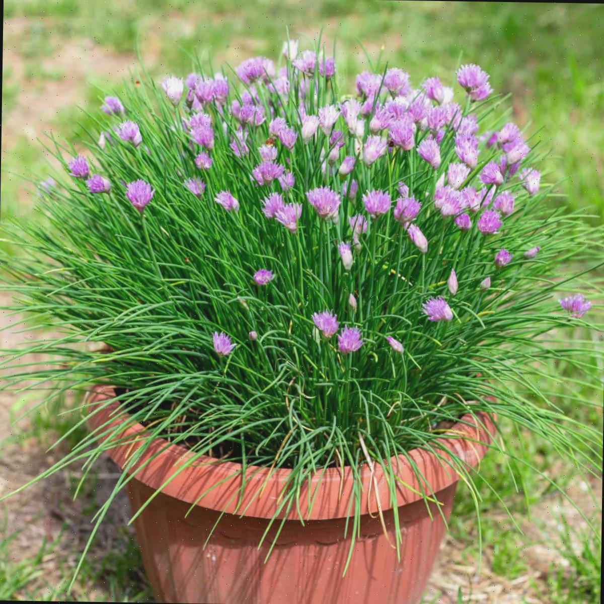 Cultivando Cebolinha em Vasos: Dicas Fáceis de Jardinagem de Ervas em Contêineres