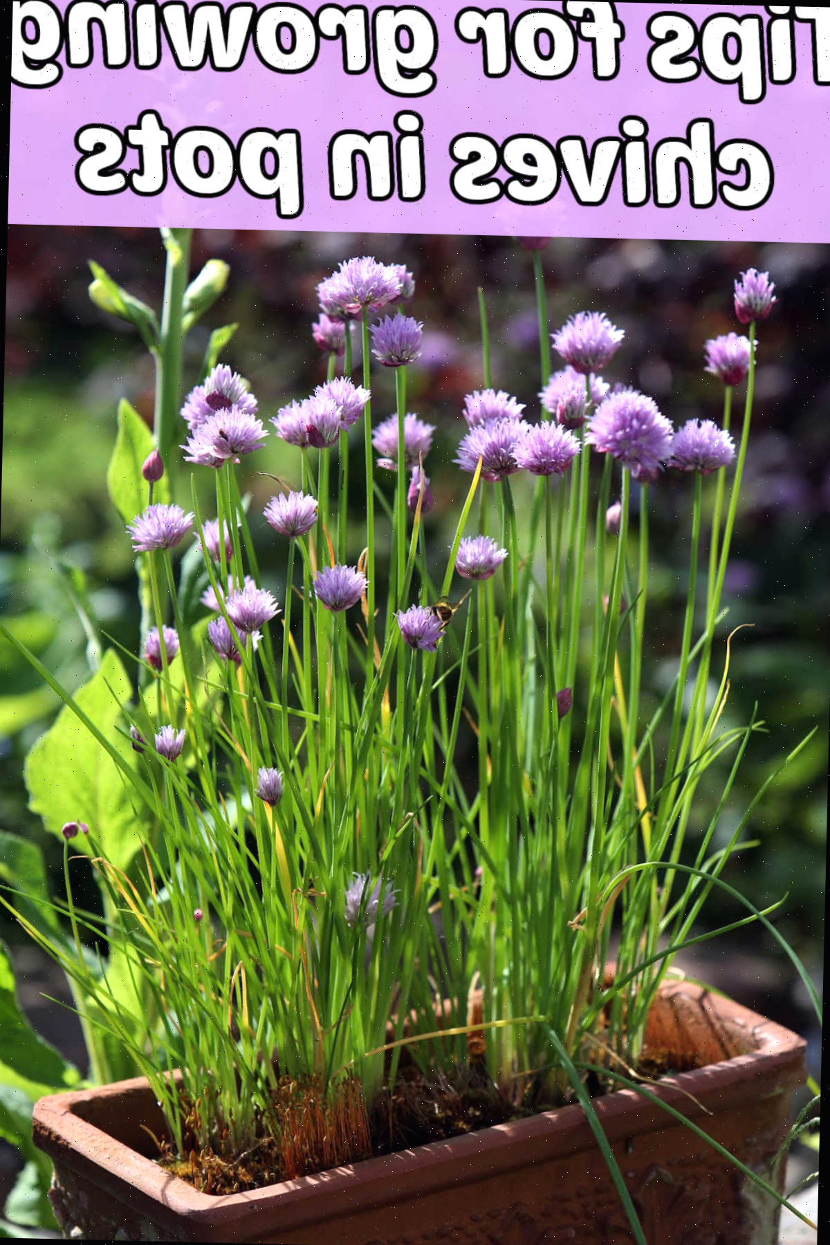 Dicas para cultivar cebolinha em vasos Um vaso retangular segurando cebolinha em flor. Caixa de texto rosa diz Dicas para cultivar cebolinha em vasos.
