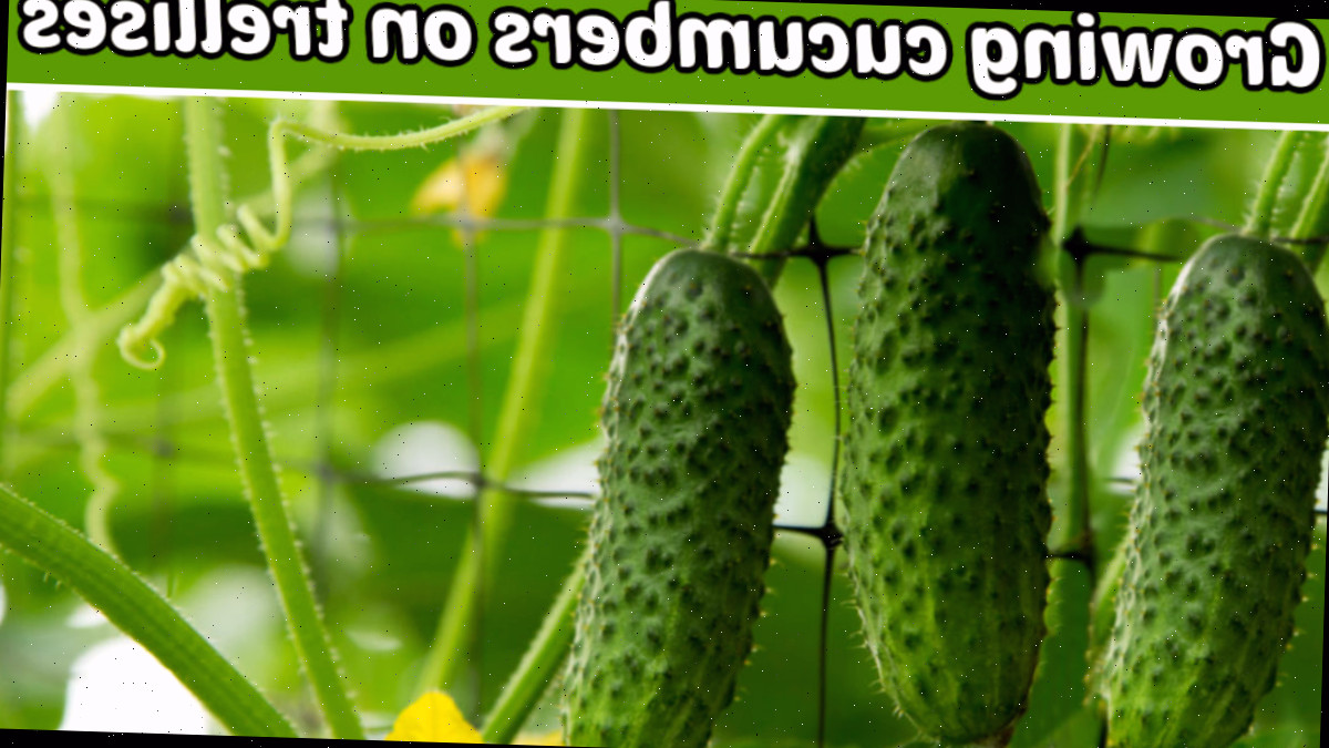 3 pequenos pepinos crescendo em treliças em um jardim.