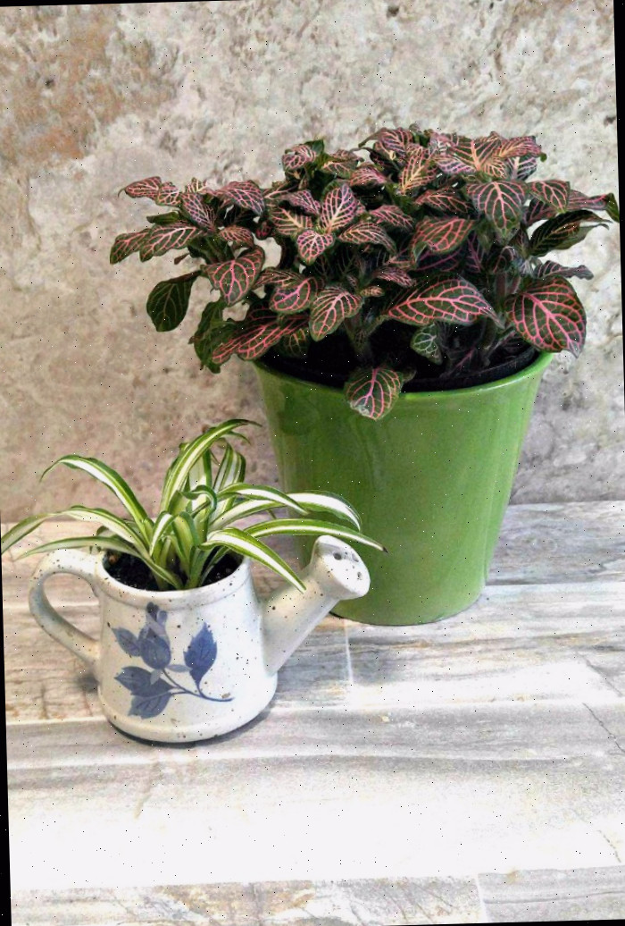 Cultivo de Fittonia albivenis