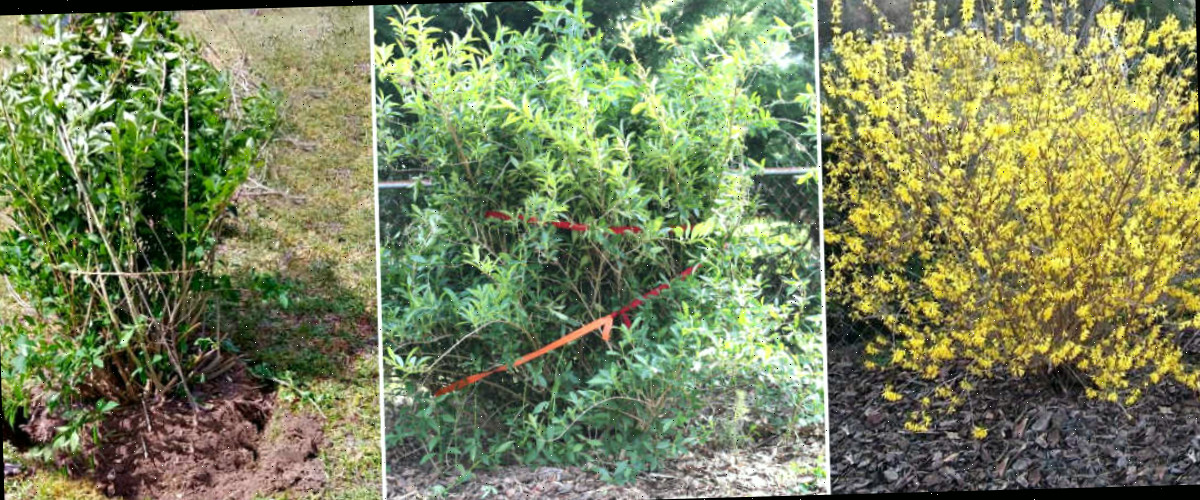 Imagens mostrando um arbusto de forsítia em flor, como podar um arbusto de forsítia que cresceu demais e como transplantar arbustos de forsítia.