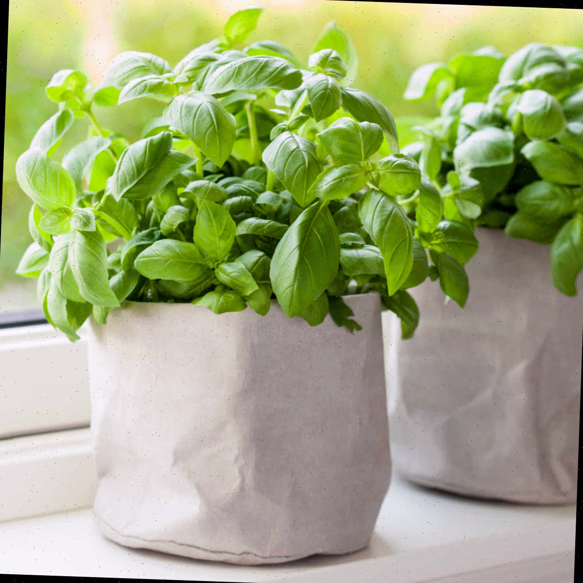 Cultivar ervas em casa