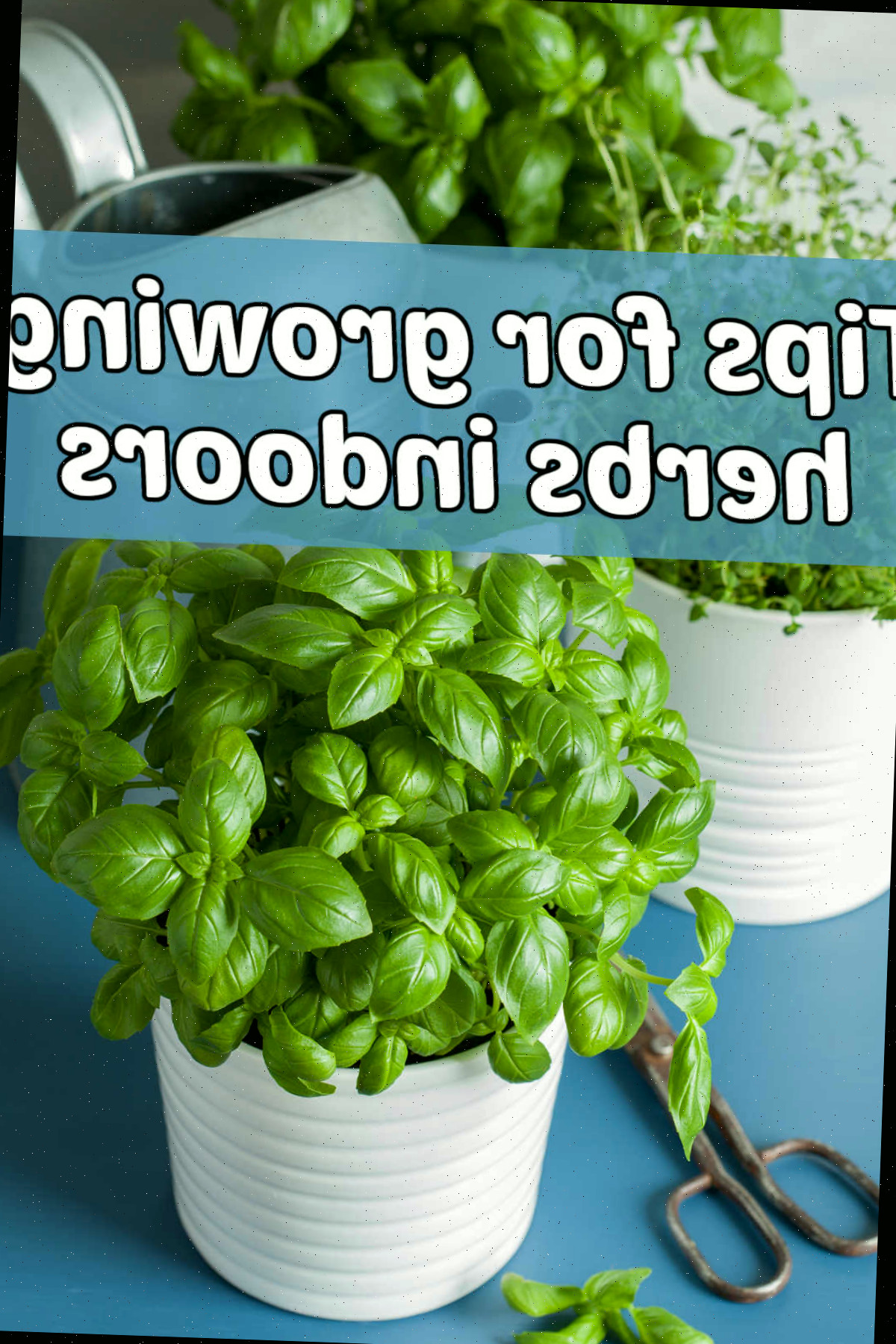 Como Cultivar Ervas Dentro de Casa