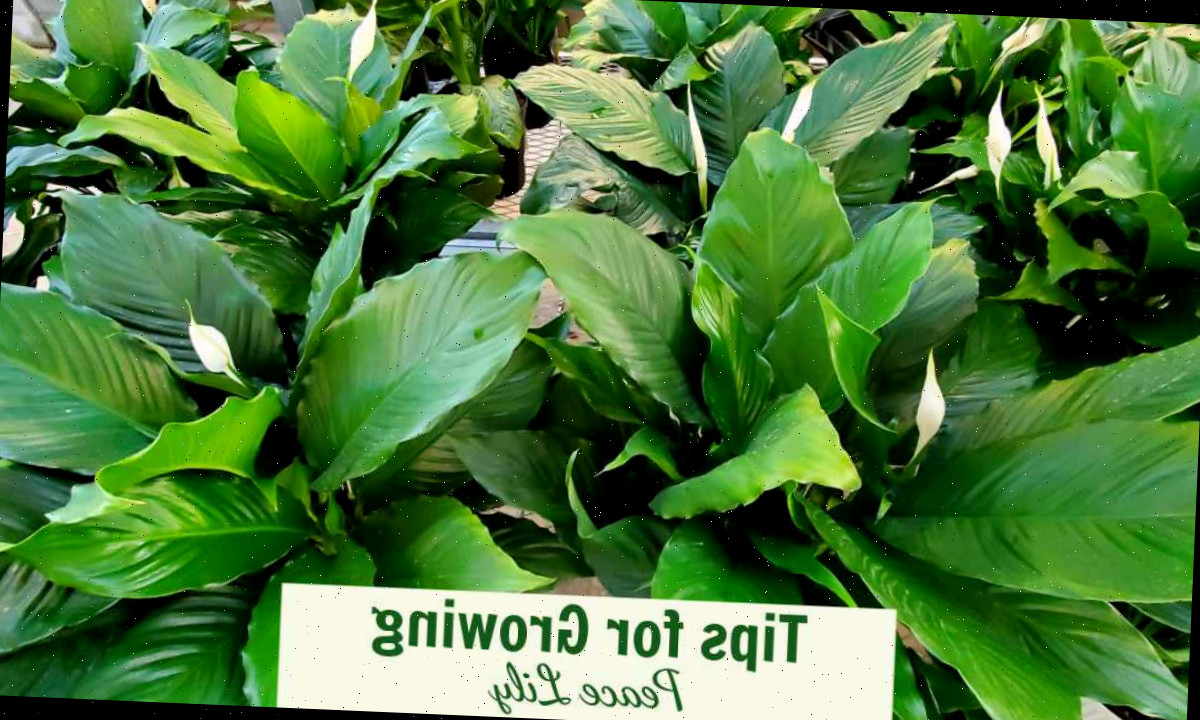 Plantas de lírio da paz em vasos com palavras dizendo Dicas para Cultivar Lírio da Paz.