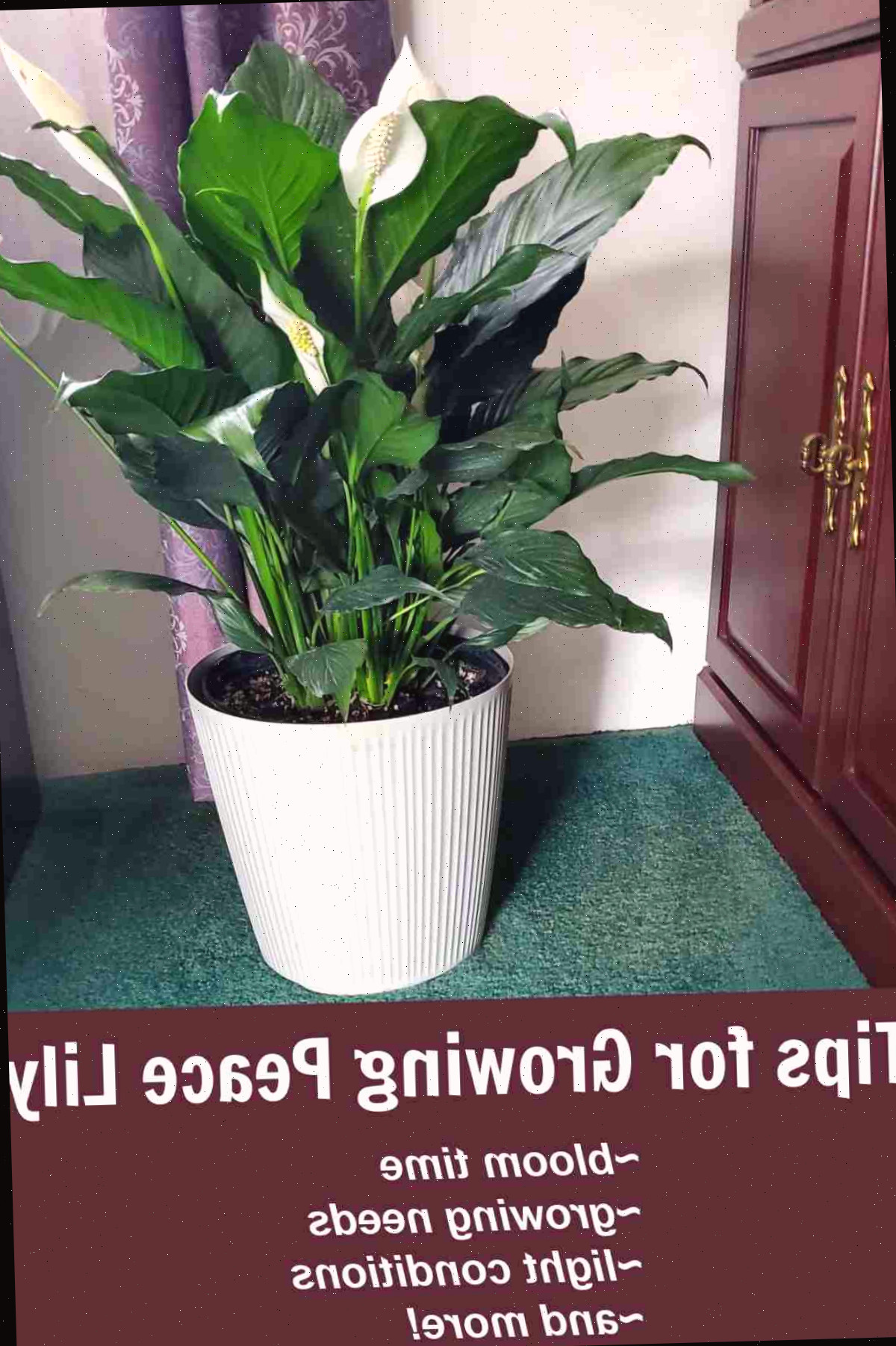 Lírio da paz em um vaso branco próximo a um armário com texto informando dicas para Cultivar Lírio da Paz.