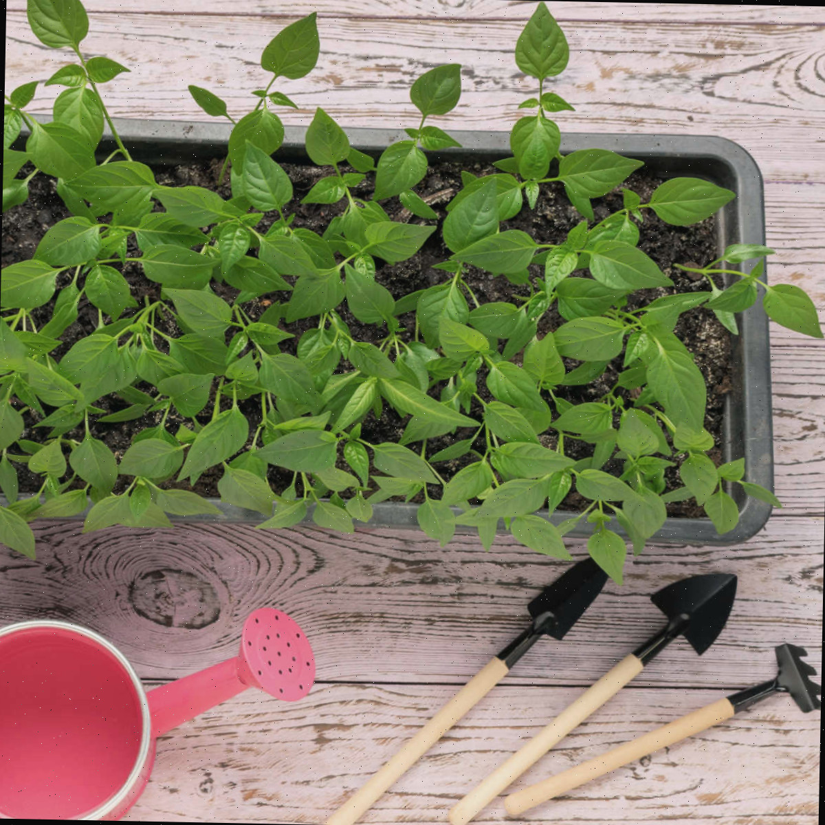 Cultivo de plantas a partir de sementes em uma bandeja de plástico com um pequeno regador e ferramentas de jardim.