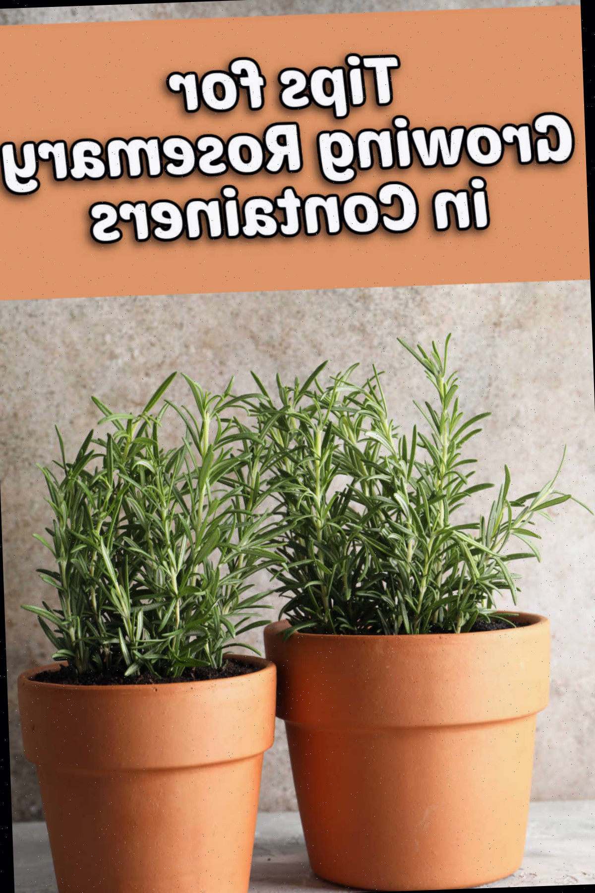 Dicas para Cultivar Alecrim em Recipientes Duas plantas de alecrim crescendo em vasos com texto dizendo dicas para cultivar alecrim em recipientes.