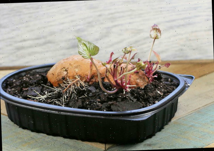 Uma batata-doce já brotada em uma bandeja plástica preta com terra, com várias brotações prontas para retirar e plantar.