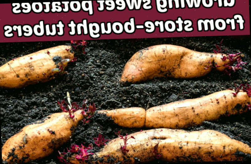 5 batatas-doces brotando no solo, com uma caixa de texto bordô escrito ‘Produzir batatas-doces a partir de tubérculos adquiridos’.