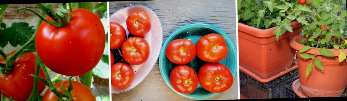 Uma colagem com fotos de tomates crescendo em vasos, tomates amadurecendo e tomates doces em uma videira.