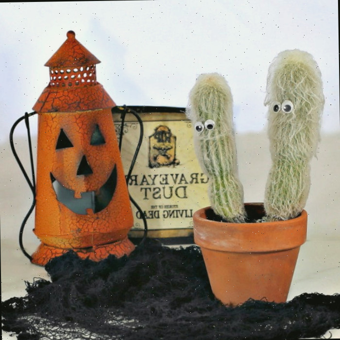 Plantas de Halloween como cacto velho homem aprimoram sua ornamentação festiva Jack o'Lantern, placa e duas plantas de cacto velho homem em um vaso de terracota com teia de aranha preta.
