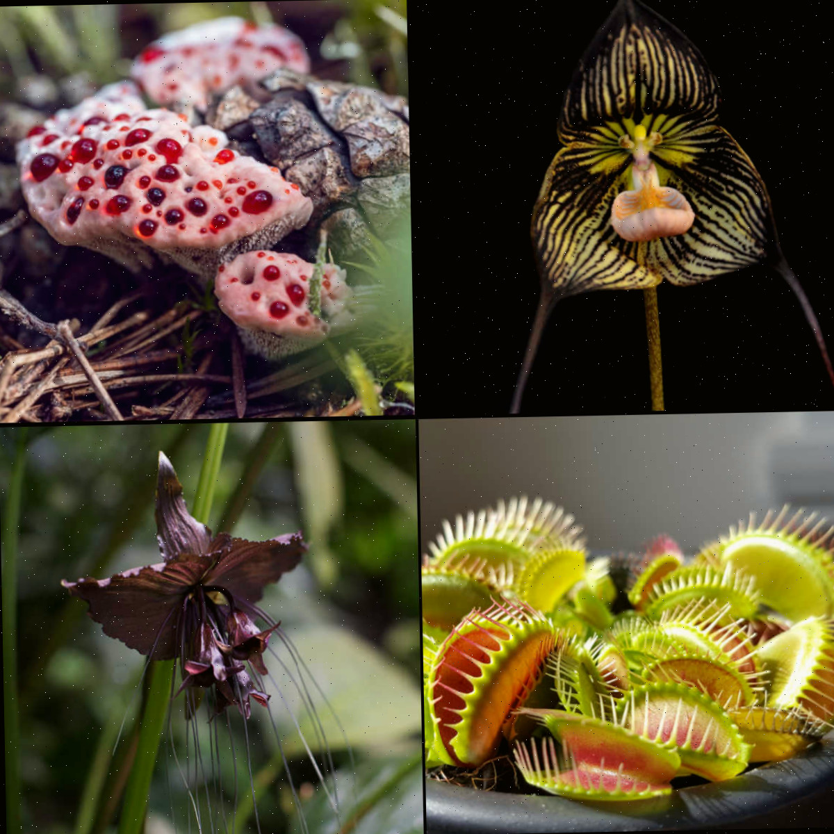 Halloween Plants – 21 plantas assustadoras para criar um clima assustador