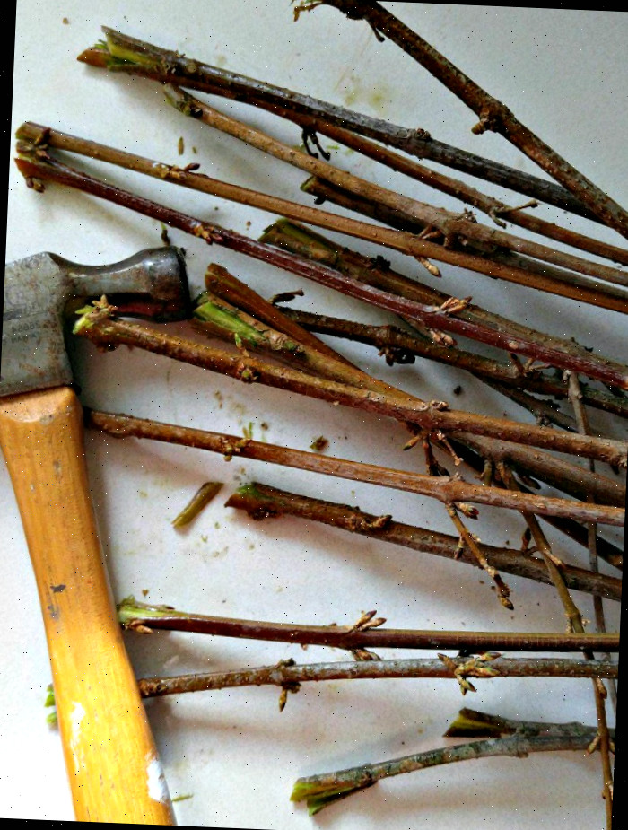 Utilize um martelo para abrir as extremidades dos ramos de forsítia, permitindo que mais água seja absorvida.
