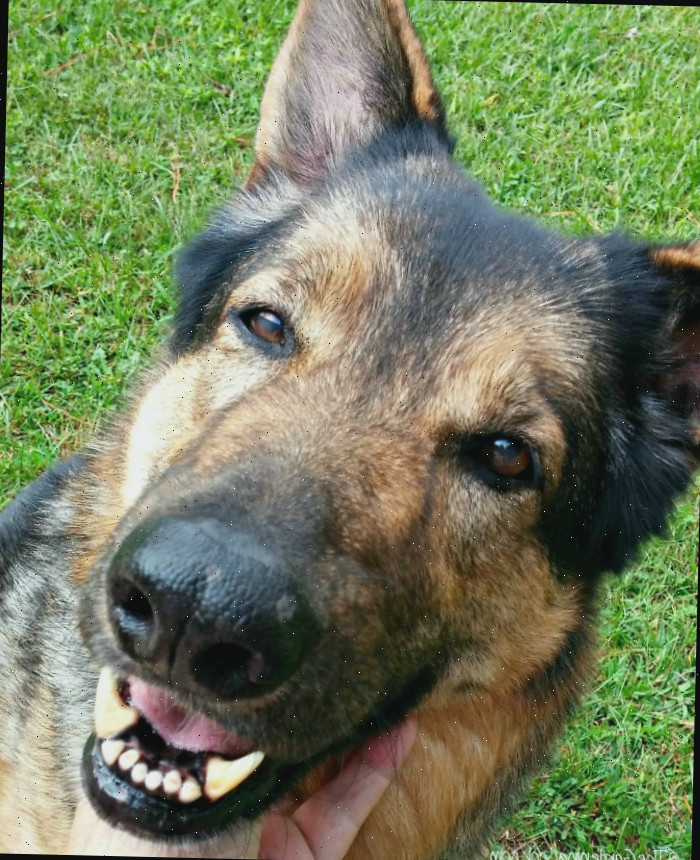 8 Dicas para Manter Seu Cachorro Feliz