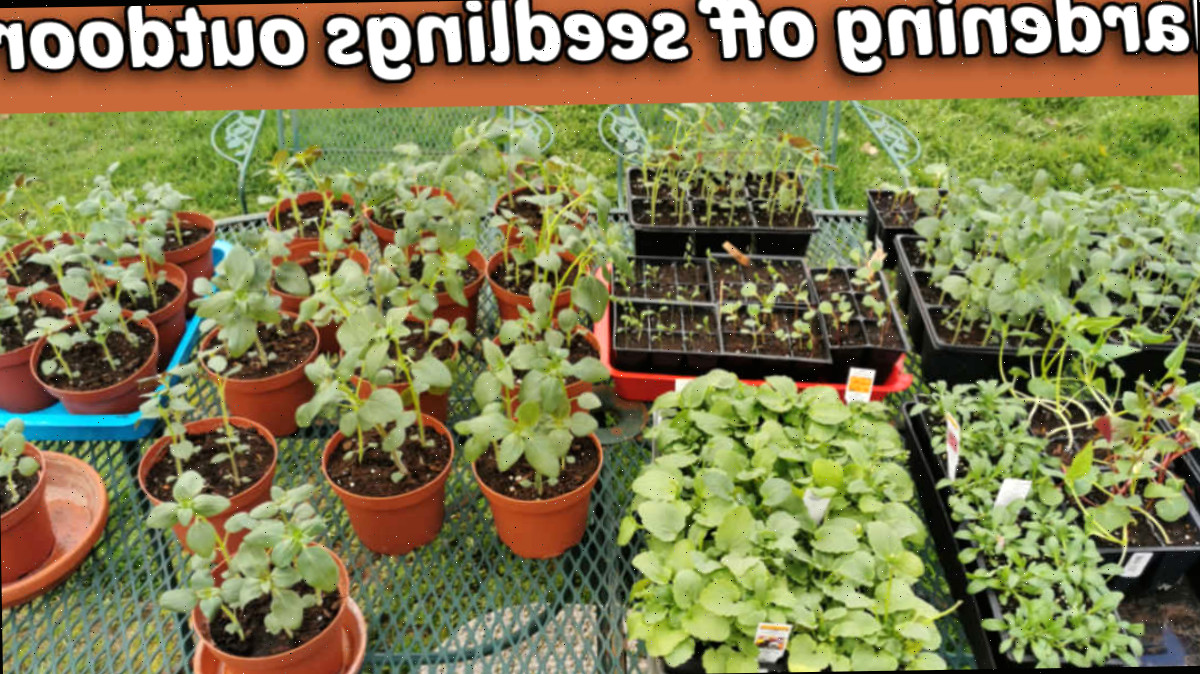 Mudas dispostas sobre uma mesa externa em bandejas e vasos, iniciando o processo de aclimatação antes do transplante para o jardim.