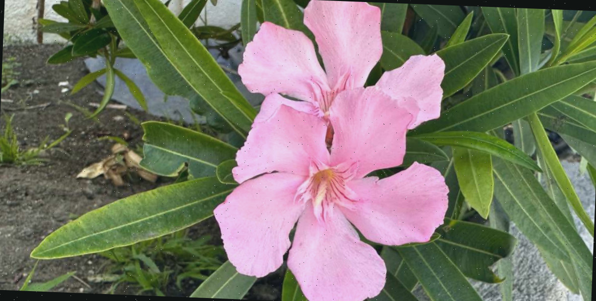 Uma imagem em close de duas flores rosa tóxicas de uma planta oleandro rosa resistente (nerium oleander 'hardy pink') e suas folhas.