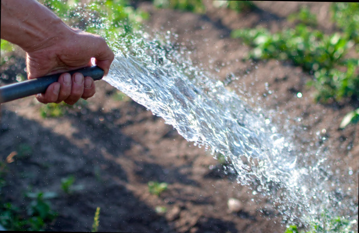 Um homem utilizando uma mangueira para lavar as plantas com água para desalojar os insetos do abobrinha.