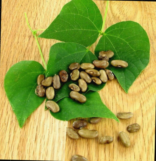 Sementes de feijão heirloom da minha bisavó