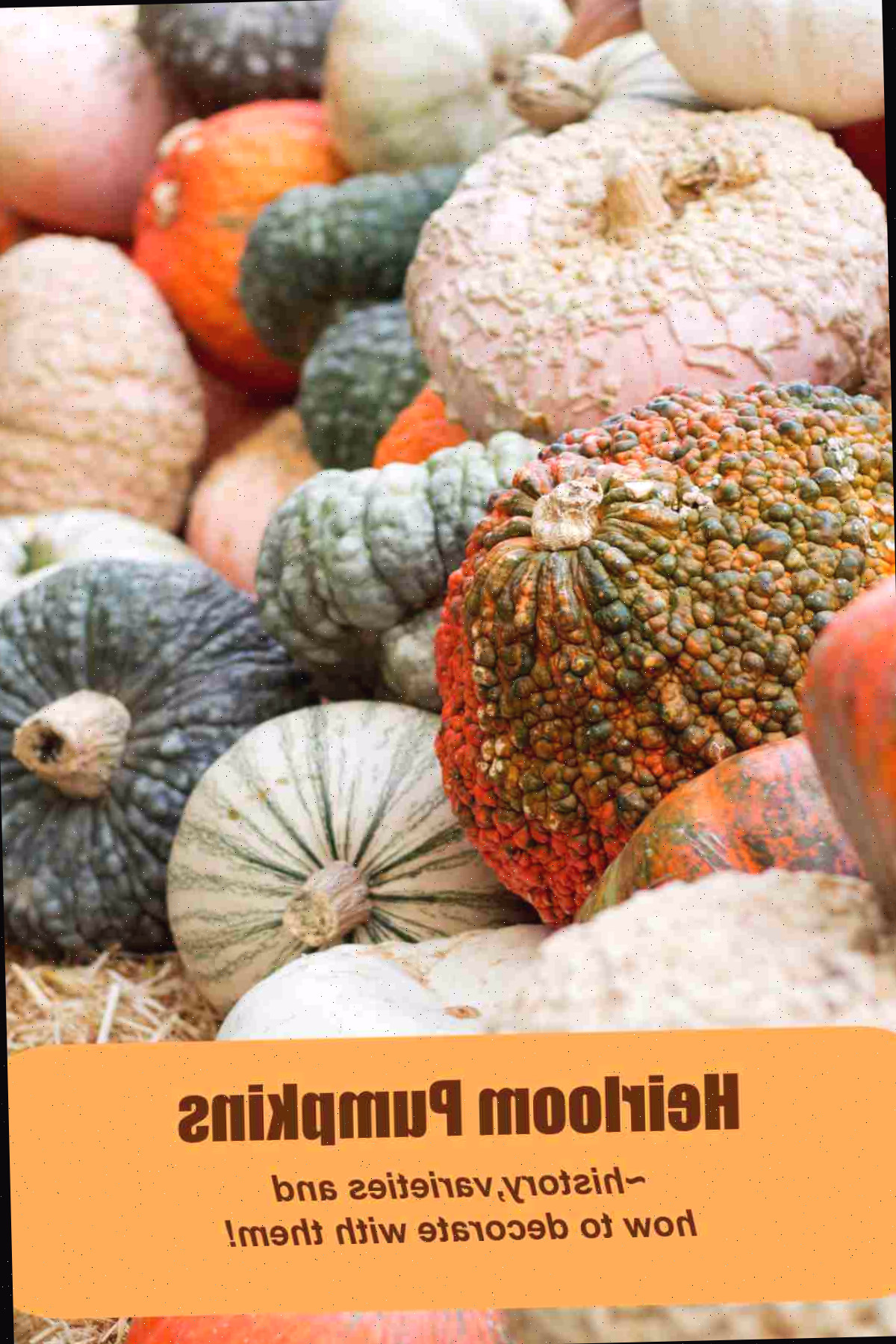 Aprenda tudo sobre abóboras heirloom Conjuntos de abóboras com palavras Abóboras heirloom, história, variedades e como decorá-las.